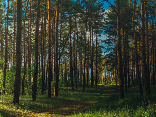 Beautiful,Sunset,Sunrise,Sun,Sunshine,In,Sunny,Summer,Coniferous,Forest.